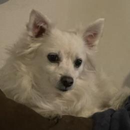 American Eskimo Dogs from Everything is Possible