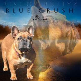 Jade - French Bulldog