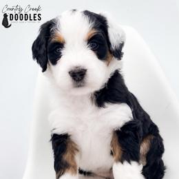 Smoky - Tri-color male Bernedoodle puppy in Tipton, Indiana from Country Creek Doodles