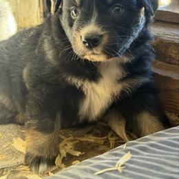BTF 2 - Black tri-color female Australian Shepherd puppy in Bainbridge, Ohio from CK Aussies