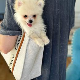 Jasper - Cream male Pomeranian puppy in Glendale, California from Los Angeles Teacup Yorkie