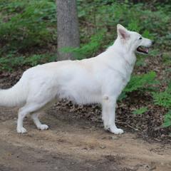 Braitas  - White Shepherd