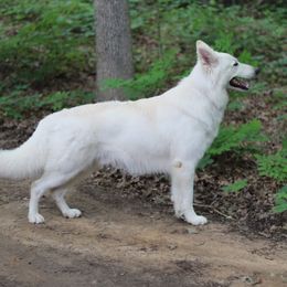 Braitas  - White Shepherd