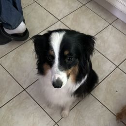 Ruby - Miniature American Shepherd