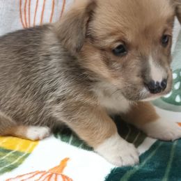 Pembroke Welsh Corgi Puppies from Episode Corgis
