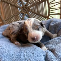 Cassidy - Blue merle female Australian Shepherd puppy in Grants Pass, Oregon from Carmel Mountain Aussies