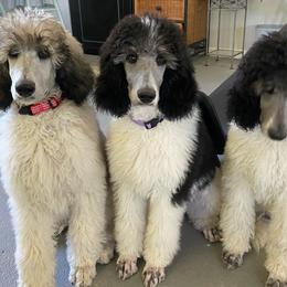 Poodle Puppies from High Mesa Standards