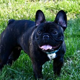 Vivienne - French Bulldog