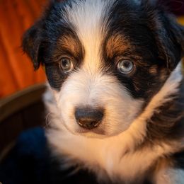 Girl 1 - Black tri female Miniature American Shepherd puppy in Easton, Missouri from Country Creek Kennels