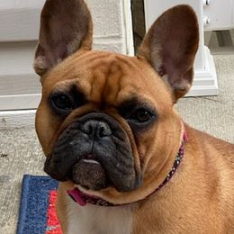 Bulldogs and French Bulldogs from Loved Here First