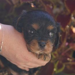 Pete - Black and tan male Cavalier King Charles Spaniel puppy in Lula, Georgia from Cavaliers by Crumley