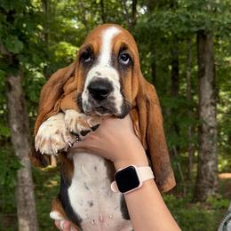 Amour - Black brown and white male Basset Hound puppy in Red Bay, Alabama from Maple Street Bassets
