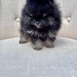 Brimsley - Black male Pomeranian puppy in Canandaigua, New York from Fingerlakes Pomeranians