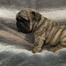 Bulldog Puppies from Semper Fi Bulldogs