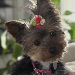 Yorkshire Terriers from Roleez Yorkies