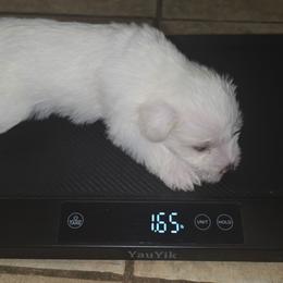 Stymie - White male Miniature Schnauzer puppy in Bloomington, California from Michael's Minis