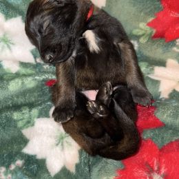 Red Collar - Fawn sable male Belgian Malinois puppy in Trenton, Georgia from Laeknir K9