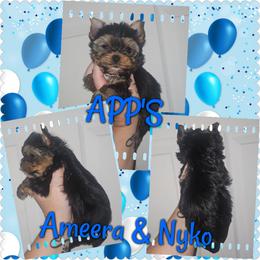 Waylon - Black and tan male Yorkshire Terrier puppy in Wartburg, Tennessee from Amanda's Precious Pups