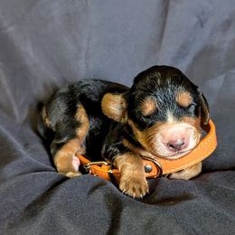 Fenloch Chance - Black and tan male English Cocker Spaniel puppy in Phillips, Nebraska from Fenloch Gundogs
