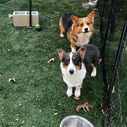 Pembroke Welsh Corgi puppies from Western Plains Kennel