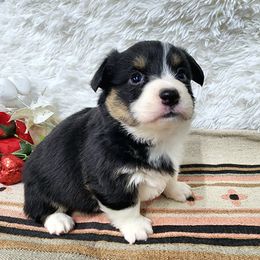 RM Female 2 - Black and tan female Pembroke Welsh Corgi puppy in Duluth, Minnesota from Up North Corgis