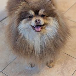 Armani - Pomeranian