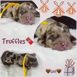 TRUFFLES - Brown merle female Aussiedoodle puppy in Houston, Texas from Jomelkin Furry Pals