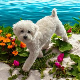 Boy 1 - Cream male Maltipoo puppy in Mooresville, North Carolina from Clearview Canines