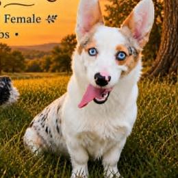 Australian Shepherds and Companion Crosses from RussKris Farms Aussies & Corgis