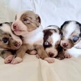 Miniature Australian Shepherd puppies from Aussie Gems