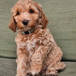 Willie - Cream male Australian Labradoodle puppy in Connersville, Indiana from Dessie's Doodles