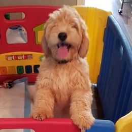 Goldendoodles from Gray’s Doodles