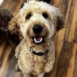 Goldendoodles from Ireland's Goldendoodles