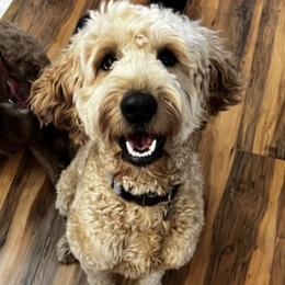 Goldendoodles from Ireland's Goldendoodles