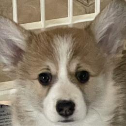 Red/Sable - Jessie - Sable Pembroke Welsh Corgi puppy in Frostburg, Maryland from Mountain Maryland Corgis
