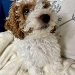 Cockapoo Puppies from Cockapoo