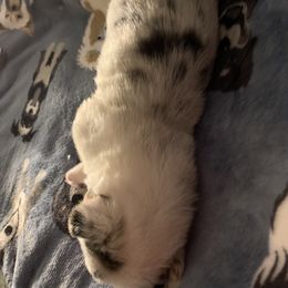 American Corgi Puppies from Mac-Kuz Kennels