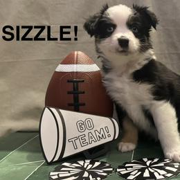 Sizzle - Black tri female Miniature American Shepherd puppy in Rochelle, Illinois from Countryside Kennels and Aussies