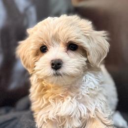 Opie - Cream male Maltipoo puppy in Lancaster, South Carolina from 3 Bs Havanese-PUPPIES with  PURPOSE