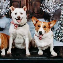 American Corgi and Pembroke Welsh Corgi Puppies from Beebe’s Corgis
