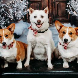 American Corgi and Pembroke Welsh Corgi Puppies from Beebe’s Corgis