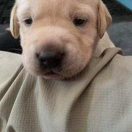 Labrador Retriever Puppies from Joy Luck Labs, LLC