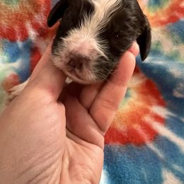 Purple collar liver and white Roan - Liver and white male English Springer Spaniel puppy in Jamestown, Kentucky from Waterworks Springers