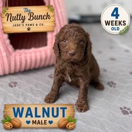 Walnut - Chocolate male Goldendoodle puppy in Miami, Florida from Jade’s Paws & Co. Of Miami LLC