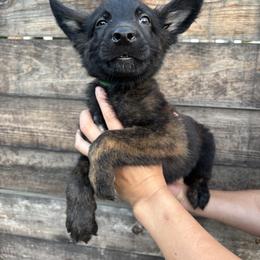 Mac - Black brindle male Dutch Shepherd puppy in San Jose, California from Brandon's Dutch Shepherds