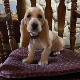 Bella - Red and white female Basset Hound puppy in Manorville, New York from Lil Family Farm