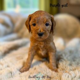 Purple girl - Red  female Goldendoodle puppy in Valdese, North Carolina from Doodling All Day Goldendoodles