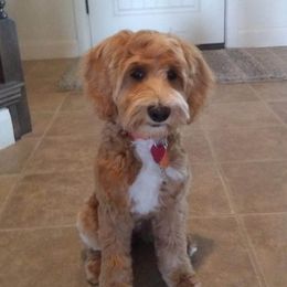 Marley - Australian Labradoodle