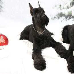 Giant Schnauzers from Liberty Giant Schnauzers