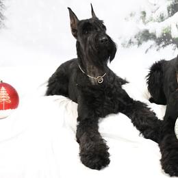 Giant Schnauzers from Liberty Giant Schnauzers